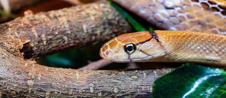 indonésien bijoux serpent ou coelognathus subradié. photo