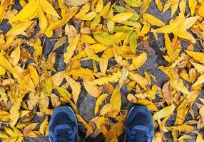 bleu des chaussures avec Jaune déchue feuilles. photo