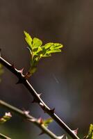 premier de bonne heure printemps bourgeons sur branches Mars avril floral la nature sélectif concentrer photo