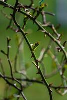 premier de bonne heure printemps bourgeons sur branches Mars la nature sélectif concentrer photo