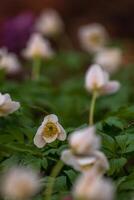 printemps fleurs. épanouissement primevère ou primula fleurs dans une jardin photo