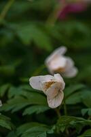 printemps fleurs. épanouissement primevère ou primula fleurs dans une jardin photo