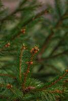 abstraction de Noël arbre brindilles avec aiguilles sur une floue Contexte photo