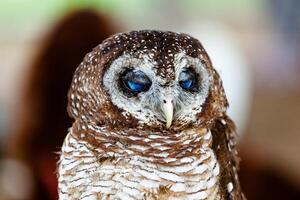 portrait de une fauve hibou, strix aluco. photo