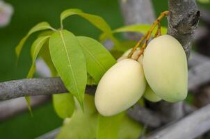 bouquet de petit mangues sur le tronc de une arbre planté près le maison photo