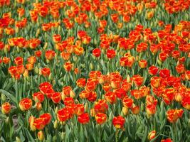 tulipes aux Pays-Bas photo