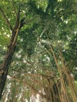 rayon de lumière du soleil par le banian arbre dans le la grotte de vierge Marie puhsarang photo