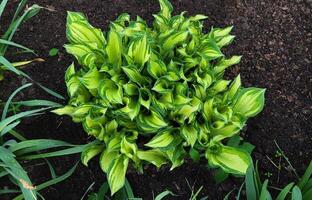 vert tacheté moulage hôtes avec gouttes de pluie. hosta grandit sur le sol. hétéroclite hôte. photo