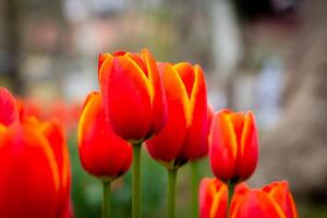 Orange tulipes dans se concentrer. avril fleurs Contexte photo. photo