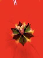 étourdissant macro fermer de une vibrant rose tulipe, mettant en valeur complexe détails et vif couleurs de le pétales et pollen. parfait pour printemps à thème projets photo