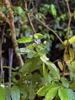 vibrant tropical fleur permanent seul au milieu de luxuriant vert feuillage, incorporant le essence de parfait la nature dans une tranquille forêt réglage photo