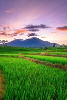 magnifique Matin vue de Indonésie de montagnes et tropical forêt photo