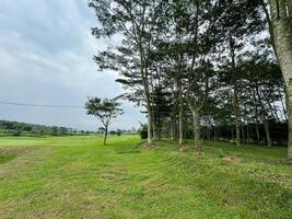 parc avec vert herbe et des arbres contre une très clair ciel photo