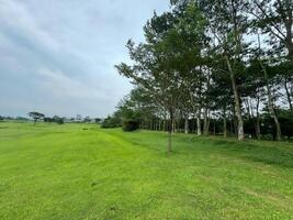 parc avec vert herbe et des arbres contre une très clair ciel photo