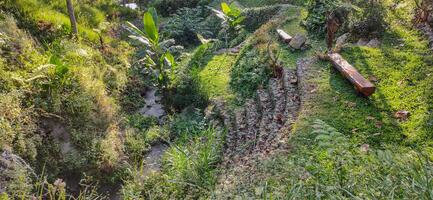 tropical forêt dans coban triste, est Java, Indonésie photo