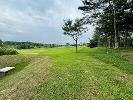 parc avec vert herbe et des arbres contre une très clair ciel photo