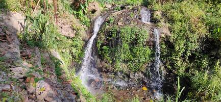 tropical forêt dans coban triste, est Java, Indonésie photo