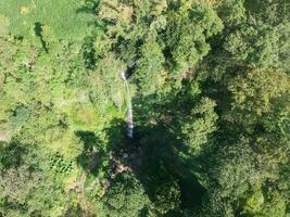 tropical forêt dans coban triste, est Java, Indonésie photo