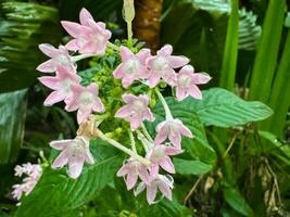 le pentas lanceolata plante a assez une lot de rose fleurs photo