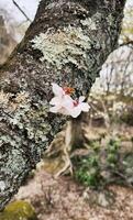 bourgeon de Cerise fleur pris dans Japon, sakura, printemps saison photo