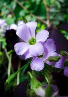 Frais magnifique fleurs photo