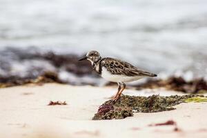 dulus dominique se déplace sur plage photo