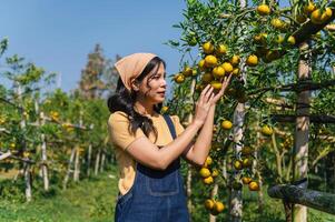 femme est séance dans le herbe et cueillette des oranges de une arbre photo