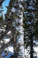 neigeux congelé pin des arbres. photo