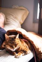 adolescent garçon en voyageant avec une chat dans le sommeil wagon de passager train. photo