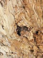 les fibres de pourri bois mangé par insectes. ancien bois Contexte photo