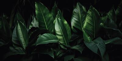 feuilles de spathiphyllum cannifolium abstrait vert foncé texture la nature Contexte tropical feuille décoratif Contexte scène photo