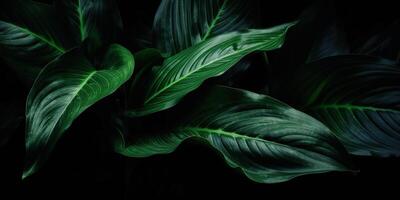 feuilles de spathiphyllum cannifolium abstrait vert foncé texture la nature Contexte tropical feuille décoratif Contexte scène photo