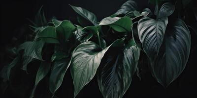feuilles de spathiphyllum cannifolium abstrait vert foncé texture la nature Contexte tropical feuille décoratif Contexte scène photo