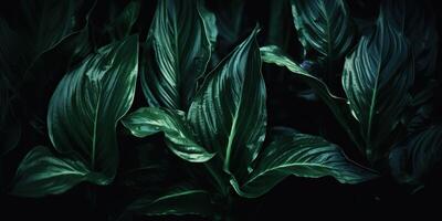 feuilles de spathiphyllum cannifolium abstrait vert foncé texture la nature Contexte tropical feuille décoratif Contexte scène photo