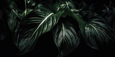 feuilles de spathiphyllum cannifolium abstrait vert foncé texture la nature Contexte tropical feuille décoratif Contexte scène photo