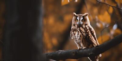 hibou oiseau séance sur une banch arbre. wil la vie la nature Extérieur forêt Contexte paysage scène photo