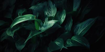 feuilles de spathiphyllum cannifolium abstrait vert foncé texture la nature Contexte tropical feuille décoratif Contexte scène photo