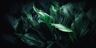 feuilles de spathiphyllum cannifolium abstrait vert foncé texture la nature Contexte tropical feuille décoratif Contexte scène photo