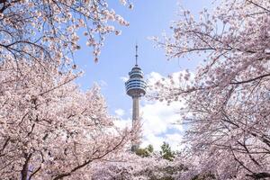 Cerise fleurs épanouissement dans printemps à monde électronique 83 la tour une populaire touristique destination. dans Daegu, sud Corée. photo