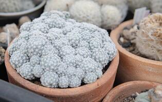 mis en pot mammillaria cactus grappe dans Naturel lumière photo