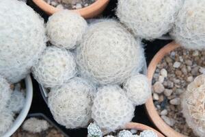mammillaria cactus variété groupé dans jardin des pots photo