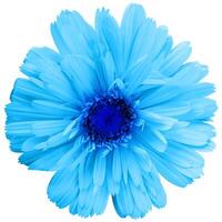 jolie printemps fleur avec beaucoup bleu pétales isolé sur blanc Contexte. idéal image à Express une sentiment de Naturel fraîcheur photo