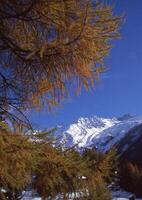 une arbre avec Jaune feuilles photo