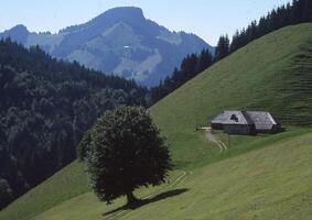 une arbre sur une colline photo