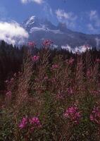 une champ de fleurs photo