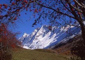 une arbre avec rouge baies photo