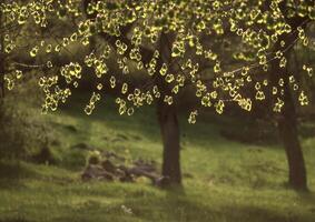 une vache pâturage dans une champ avec des arbres et herbe photo