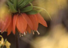 une proche en haut de une fleur avec Orange pétales photo