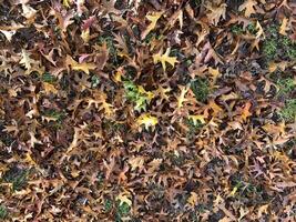 coloré l'automne feuilles floral sans couture arrière-plan, Haut voir, respectueux de la nature environnement concept, Extérieur paysage, Naturel décor photo