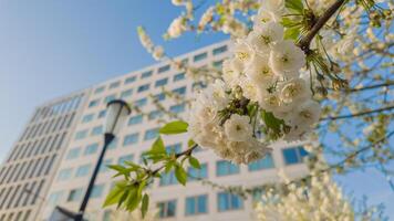 épanouissement blanc Cerise fleurs dans concentrer avec une flou moderne bâtiment et rue lampe dans le arrière-plan, signalisation le début de printemps ou hanami Festival photo